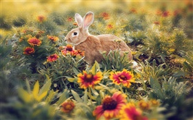 Rabbit hidden in the flowers HD wallpaper