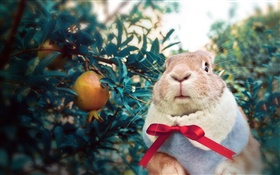 Rabbit wearing scarf HD wallpaper