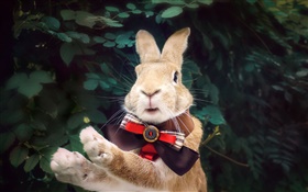 Rabbit with tie HD wallpaper