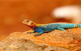 Rainbow lizard close-up HD wallpaper