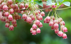 Red bells flowers HD wallpaper