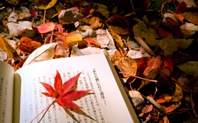 Red leaves, Japanese book HD wallpaper