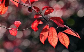 Red leaves under the sun HD wallpaper