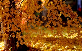 Red maple leaves, tree, autumn HD wallpaper