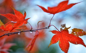 Red maple leaves, water drops HD wallpaper