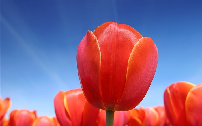 Red tulip flower close-up, blue sky Wallpapers Pictures Photos Images