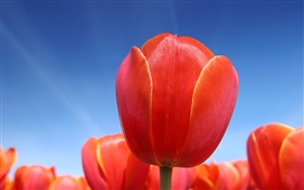 Red tulip flower close-up, blue sky HD wallpaper