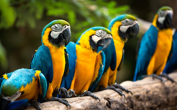 Rest of parrot Wallpapers Pictures Photos Images