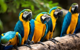 Rest of parrot HD wallpaper