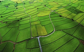 Rice paddy top view
