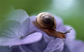 Snail, blue flowers HD wallpaper