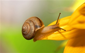 Snail close-up, yellow flower petals HD wallpaper