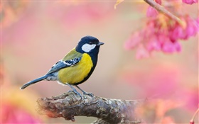 Spring, bird, pink background HD wallpaper