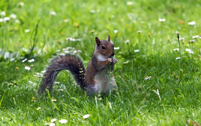 Squirrel in the grass Wallpapers Pictures Photos Images