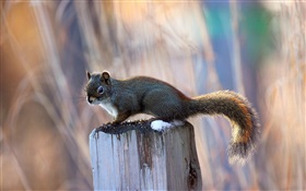 Squirrel on the stump HD wallpaper