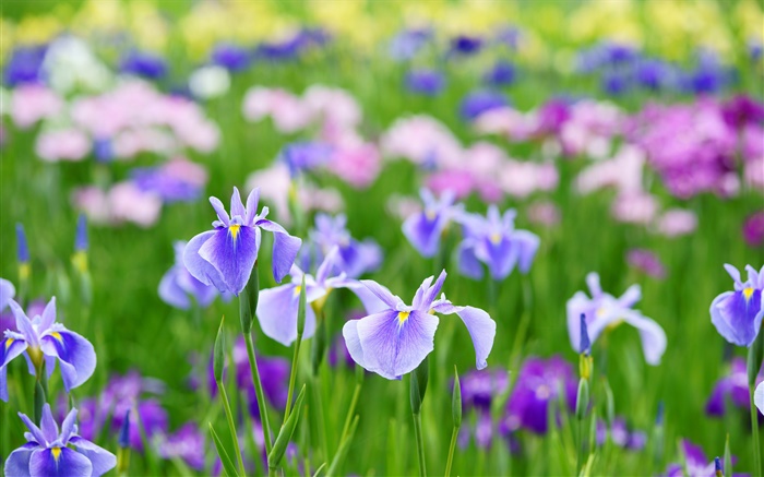 Summer iris flowers Wallpapers Pictures Photos Images