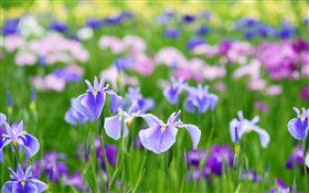 Summer iris flowers