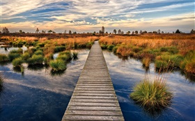 Swamp, boardwalk, grass, dusk