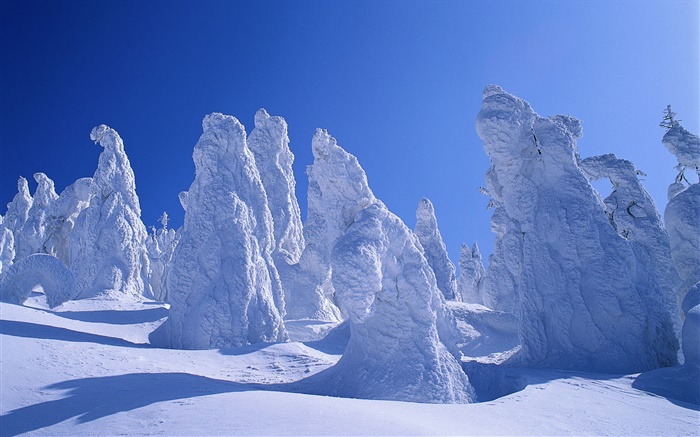 Thick snow, trees, winter Wallpapers Pictures Photos Images