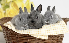 Three gray rabbit HD wallpaper