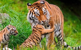 Tiger family, grass