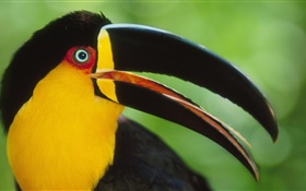 Toucans close-up HD wallpaper