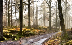 Trees, road, fog, morning HD wallpaper