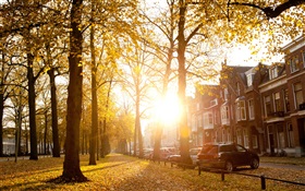 Trees, sunlight, autumn, houses HD wallpaper