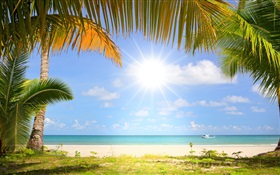 Tropical beach, sunshine, palm trees HD wallpaper