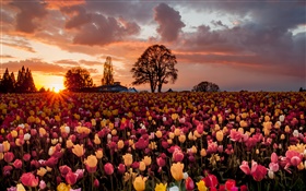 Tulip flowers field, warm sunset HD wallpaper