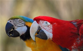 Two cute parrot HD wallpaper