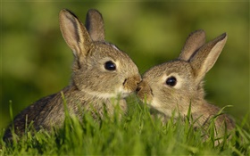 Two gray rabbit HD wallpaper