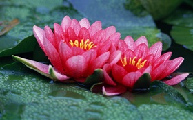Two pink lotus, lake, water droplets HD wallpaper