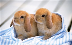 Two rabbit pups HD wallpaper