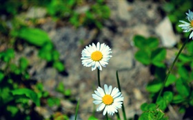 Two white daisies flowers HD wallpaper
