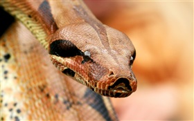 Viper head close-up