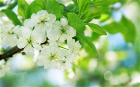 White cherry blossoms HD wallpaper