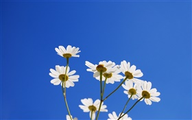 White little flowers, blue sky HD wallpaper