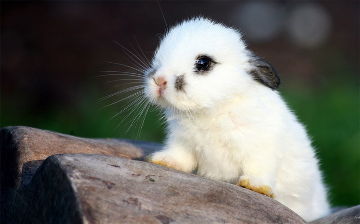 White rabbit Wallpapers Pictures Photos Images