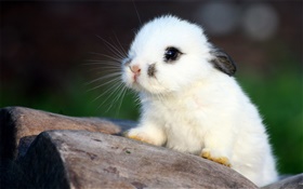 White rabbit HD wallpaper