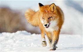 Winter fox HD wallpaper