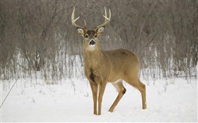 Winter snow, deer HD wallpaper
