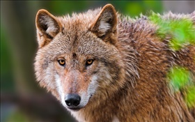 Wolf portrait, face HD wallpaper