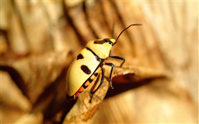 Yellow beetle close-up HD wallpaper