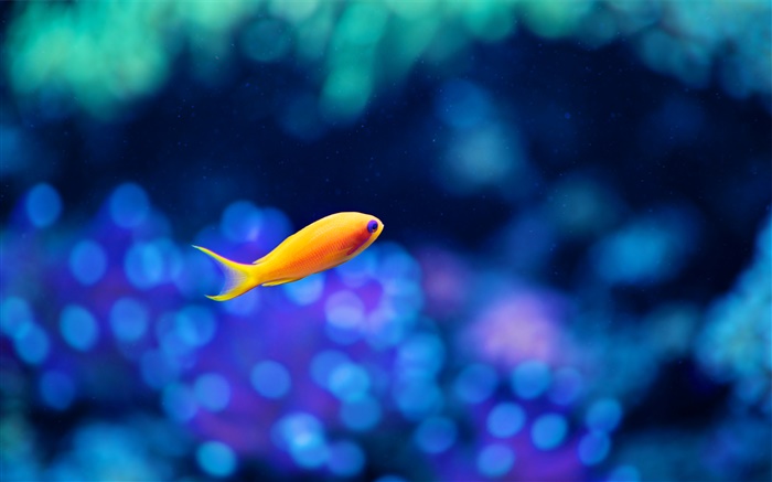Yellow fish, blue water Wallpapers Pictures Photos Images