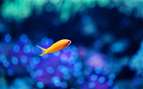 Yellow fish, blue water HD wallpaper
