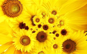 Yellow flowers, sunflowers