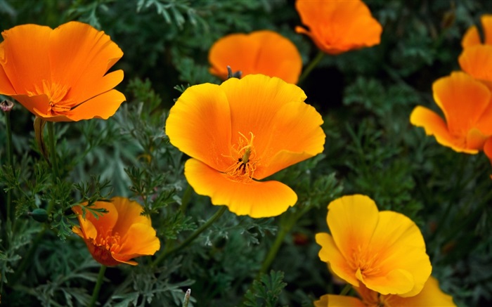 Yellow little flowers Wallpapers Pictures Photos Images