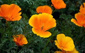Yellow little flowers HD wallpaper