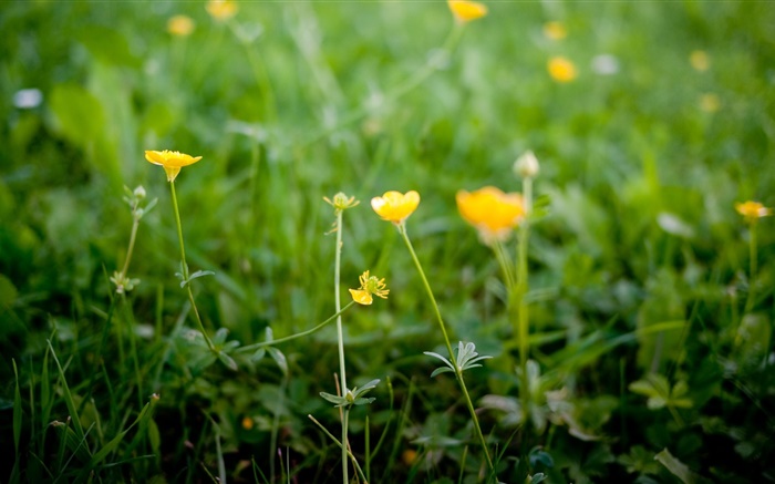 Yellow wildflowers Wallpapers Pictures Photos Images